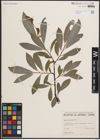 Foto von Salix discolor Muhl.